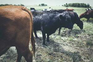 vacas alimentado com grama, Buenos ares, Argentina foto