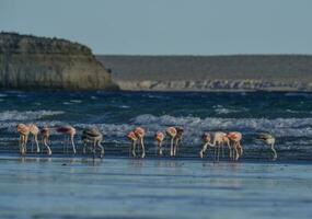 flamingos alimentando em uma praia, península valdes, Patagônia, Argentina foto