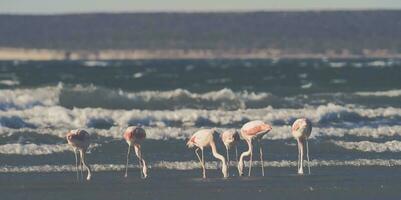 flamingos alimentando em uma praia, península valdes, Patagônia, Argentina foto