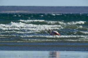 flamingos alimentando em uma praia, península valdes, Patagônia, Argentina foto