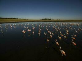 flamingos rebanho dentro uma lagoa habitat, Patagônia, Argentina foto