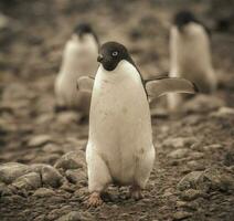 Adelie pinguim, antartica foto