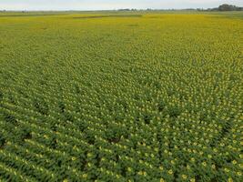 girassol cultivo, aéreo visualizar, dentro pampas região, Argentina foto