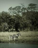 rebanho do zebras dentro a africano savana foto