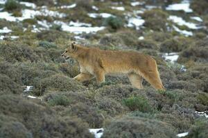 Puma caminhando dentro montanha ambiente, torres del paine nacional parque, Patagônia, Chile. foto
