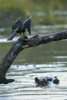 africano darter, Kruger nacional parque foto