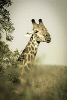 girafa dentro a selva habitat, África foto