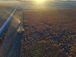 sorgo colheita, dentro la pampa, Argentina foto