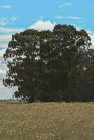 florido panorama dentro a simples, la pampa, Patagônia, Argentina foto