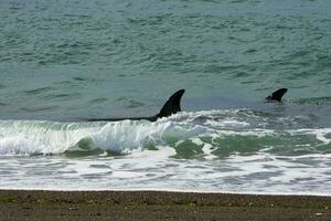 orcas Caçando mar leões, patagônia , Argentina foto