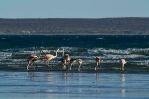 flamingos alimentando às baixo maré, península valdes, patagônia, Argentina foto