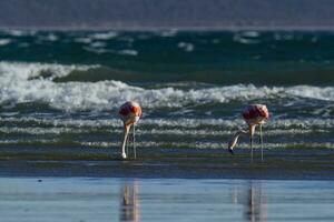 flamingos rebanho, Patagônia, Argentina foto