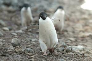 Adelie pinguim, antartica foto