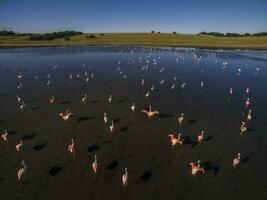 flamingos rebanho, Patagônia, Argentina foto