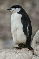 cinta de queixo pinguim, paulet ilha, antártica, científico nome, pigoscelo Antártico foto