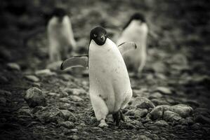 Adelie pinguim, antartica foto