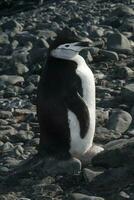 cinta de queixo pinguim, paulet ilha, antártica, científico nome, pigoscelo Antártico foto