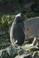 gentoo pinguim, antartica foto