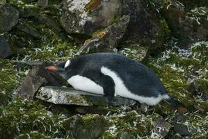 gentoo pinguim, antartica foto