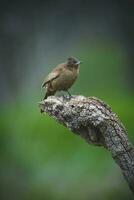 baía alado cowbird foto