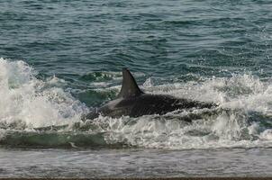 assassino baleia, orca, Caçando uma mar leões , Península valdes, patagônia Argentina foto