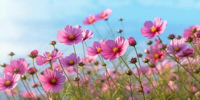 cosmos flor Prado cópia de espaço fundo. ai gerado foto