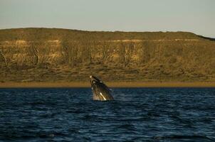 baleia pulando dentro Península valdes,, Patagônia, Argentina foto