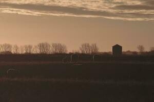 ovelha dentro rural pôr do sol paisagem, patagônia, argentina foto