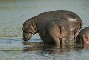 hipopótamo anfíbio dentro poço de água, Kruger nacional parque, sul África foto