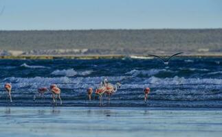 flamingos alimentando em uma praia, península valdes, Patagônia, Argentina foto