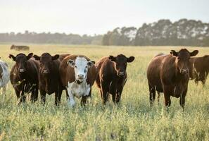 bois e novilhas elevado com natural grama, Argentino carne Produção foto