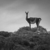 guanacos dentro árido ambiente, Península valdes, mundo herança site, patagônia. foto