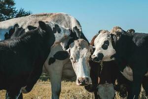 laticínios vacas dentro pampas paisagem, patagônia foto