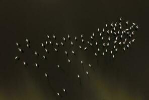 flamingos rebanho dentro Patagônia, aéreo vista, argentina foto