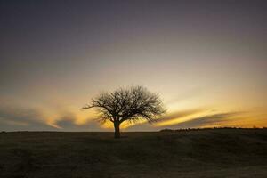 floresceu campo dentro a pampas simples, la pampa província, Patagônia, Argentina. foto