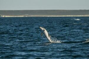 obscuro golfinho pulando, Península valdes, patagônia, argentina foto