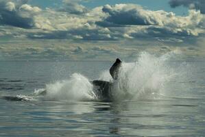 sulista certo baleia pulando ,eubalaena australiano, Península valdes, patagônia foto
