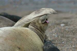 elefante foca fêmea, Península valdes, chubut província, Patagônia, Argentina foto