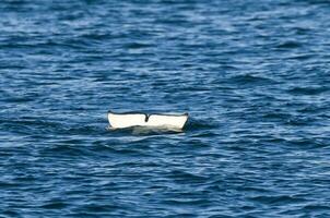 assassino baleia rabo , orca, Caçando uma mar leão filhote, Península valdes, patagônia Argentina foto