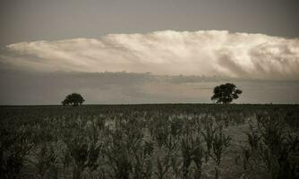 pampas árvore panorama às pôr do sol, la pampa província, Argentina foto