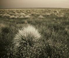 pampas Relva panorama às pôr do sol, la pampa província, Patagônia, Argentina foto