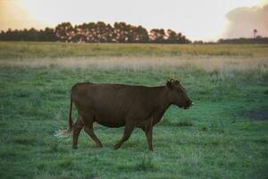 vaca retrato dentro pampas paisagem, la pampa província, Patagônia, Argentina. foto