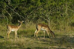 impala pastar , Kruger nacional parque, sul África foto