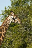 girafa Kruger nacional parque sul África. foto