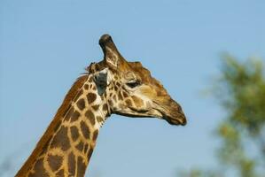 girafa Kruger nacional parque sul África. foto