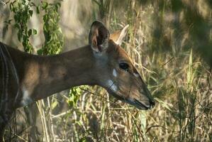 Nyala antílope masculino e fêmea , Kruger nacional parque, sul África foto