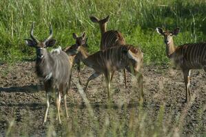 Nyala antílope masculino e fêmea , Kruger nacional parque, sul África foto