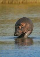 hipopótamo anfíbio dentro poço de água, Kruger nacional parque, sul África foto