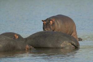 hipopótamo anfíbio dentro poço de água, Kruger nacional parque, sul África foto