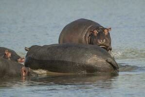 hipopótamo anfíbio dentro poço de água, Kruger nacional parque, sul África foto